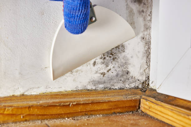 Best Black Mold Removal  in Osceola, AR